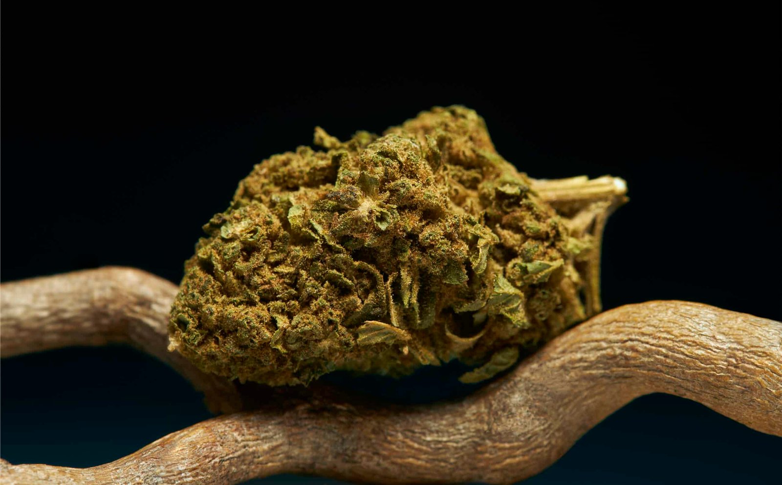 Fleurs CBD Harlequin - Douceur et Qualité - Terre de Fleurs Résine Black Butter - Terre de Fleurs
